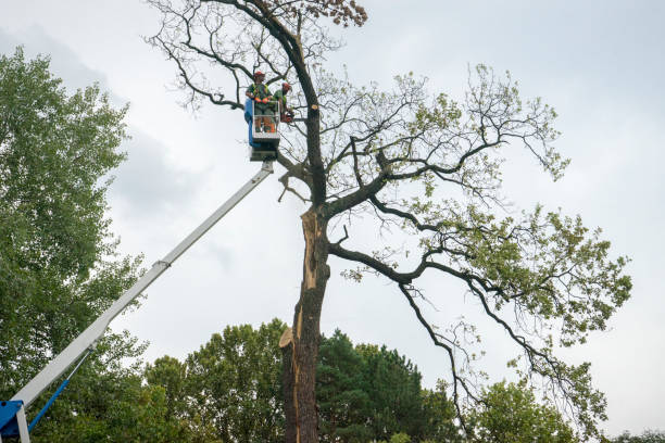 Trusted Pearl Beach, MI Tree Service Experts